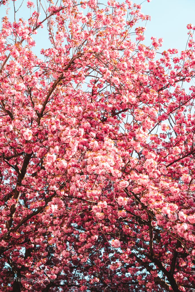 Bonn Heerstraße Kirschblüte | Cherry Blossoms in Bonn Heerstraße