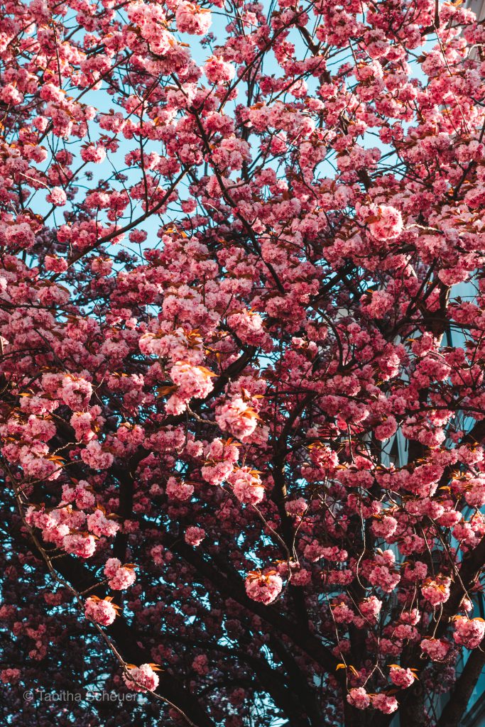 Cherry Blossoms in Bonn, Germany | Kirschblüte Bonn