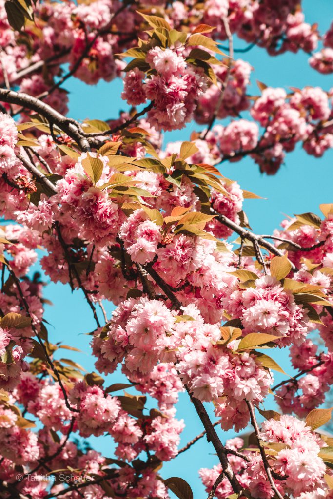 Cherry Blossoms in Düsseldorf | Germany Travel
