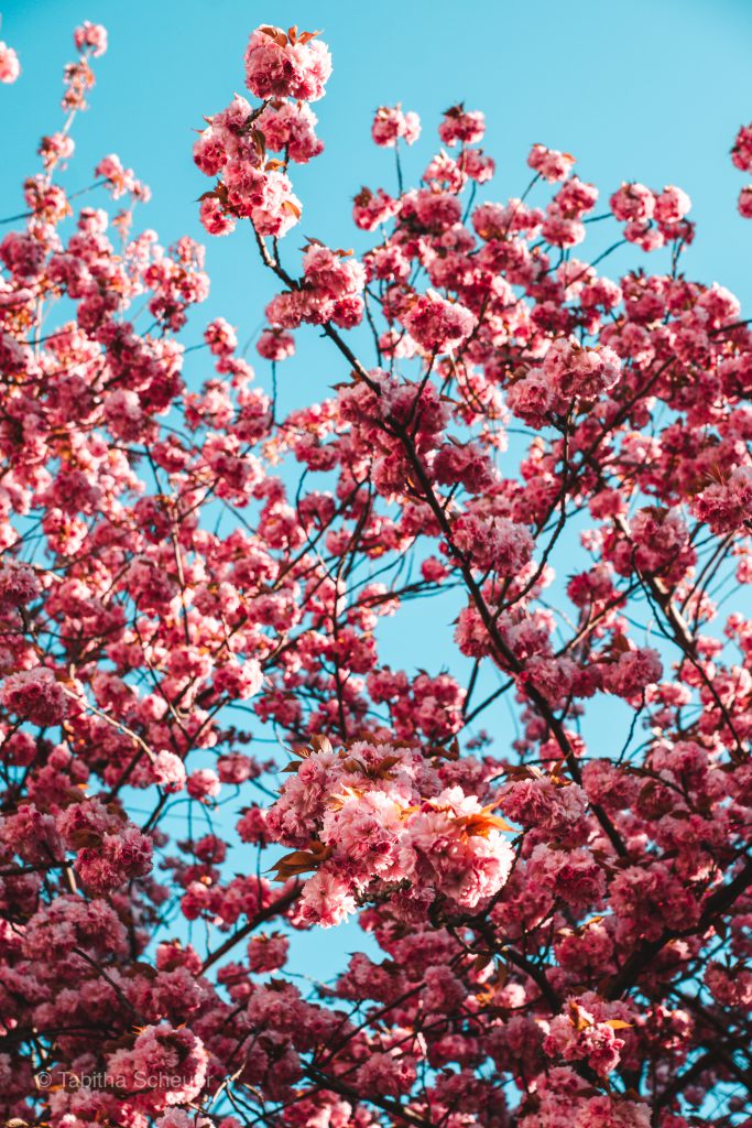 Kirschblüte in Bonn, Deutschland | Cherry Blossoms in Bonn Breite Straße
