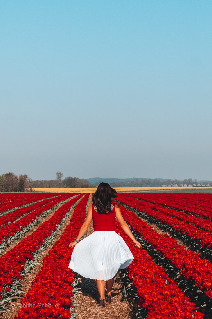 Tulips in Germany | Tulips Netherlands | Lisse | Tulips | Tulpen in Deutschland | Niederlande Tulpen | Tulpen in Holland | Girls who travel solo