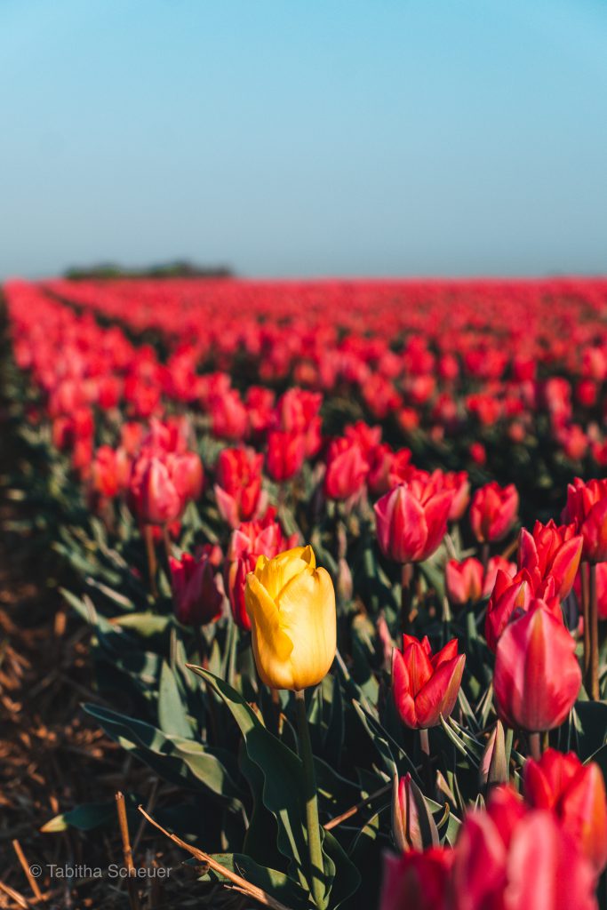 Tulips in Germany | Tulips Netherlands | Lisse | Tulips | Tulpen in Deutschland | Niederlande Tulpen | Tulpen in Holland | Pinke Tulpenfelder