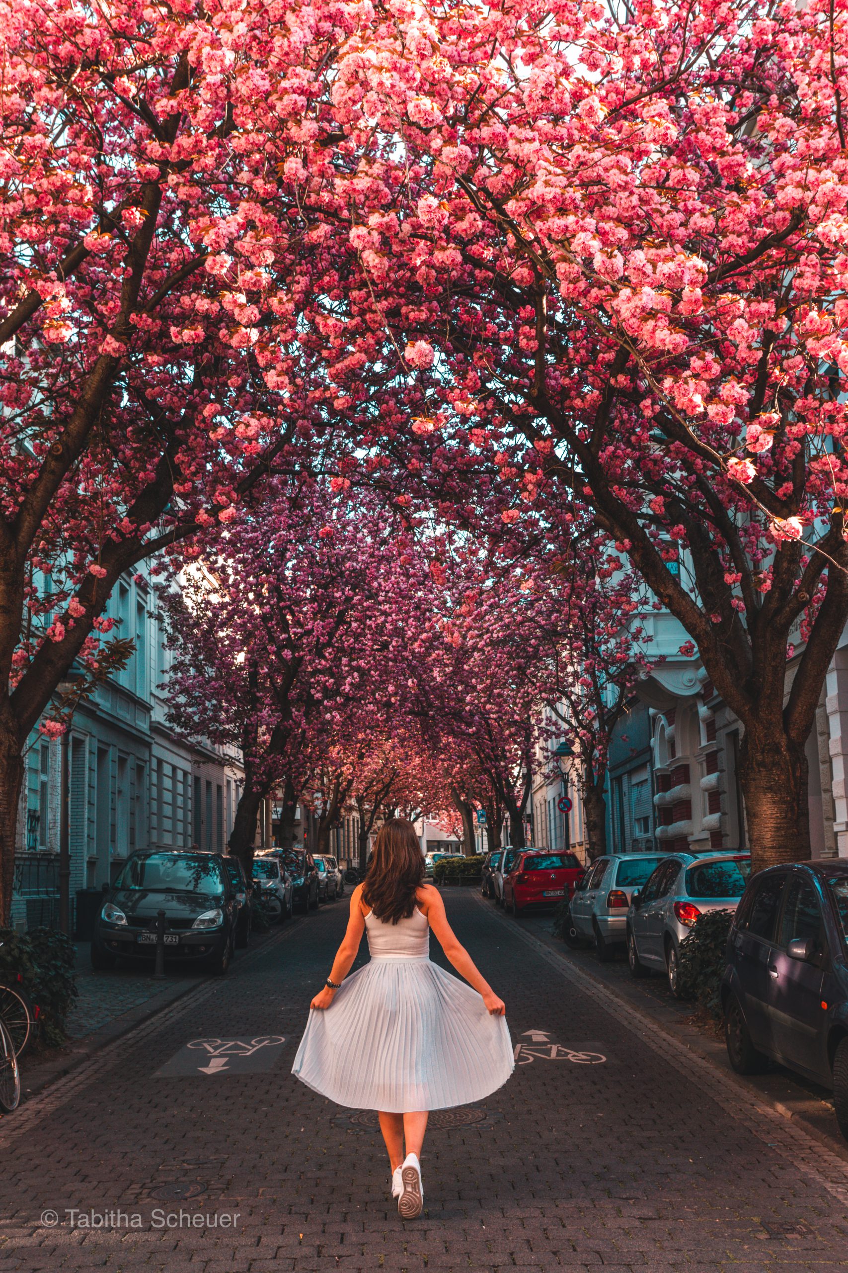 Cherry Blossoms In Bonn, Germany - Tabithaschr