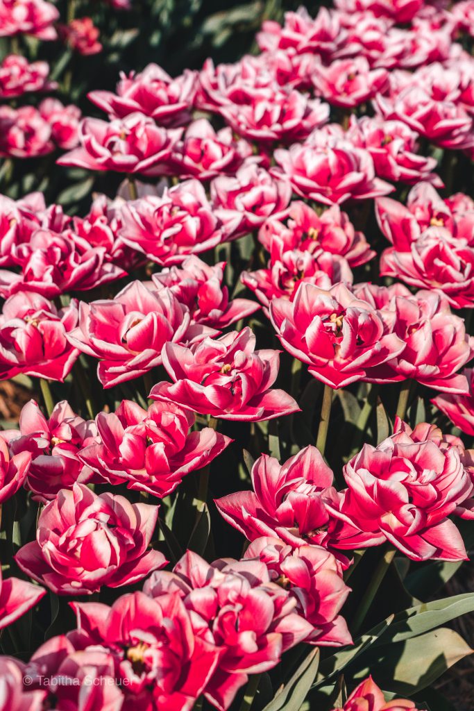 Wunderschöne Tulpen | Tulip Fields in Germany | Tulip Fields Netherlands | Tulpen in Holland | Tulpen in Deutschland | Tulip Fields | Tulpen | Pink Tulips