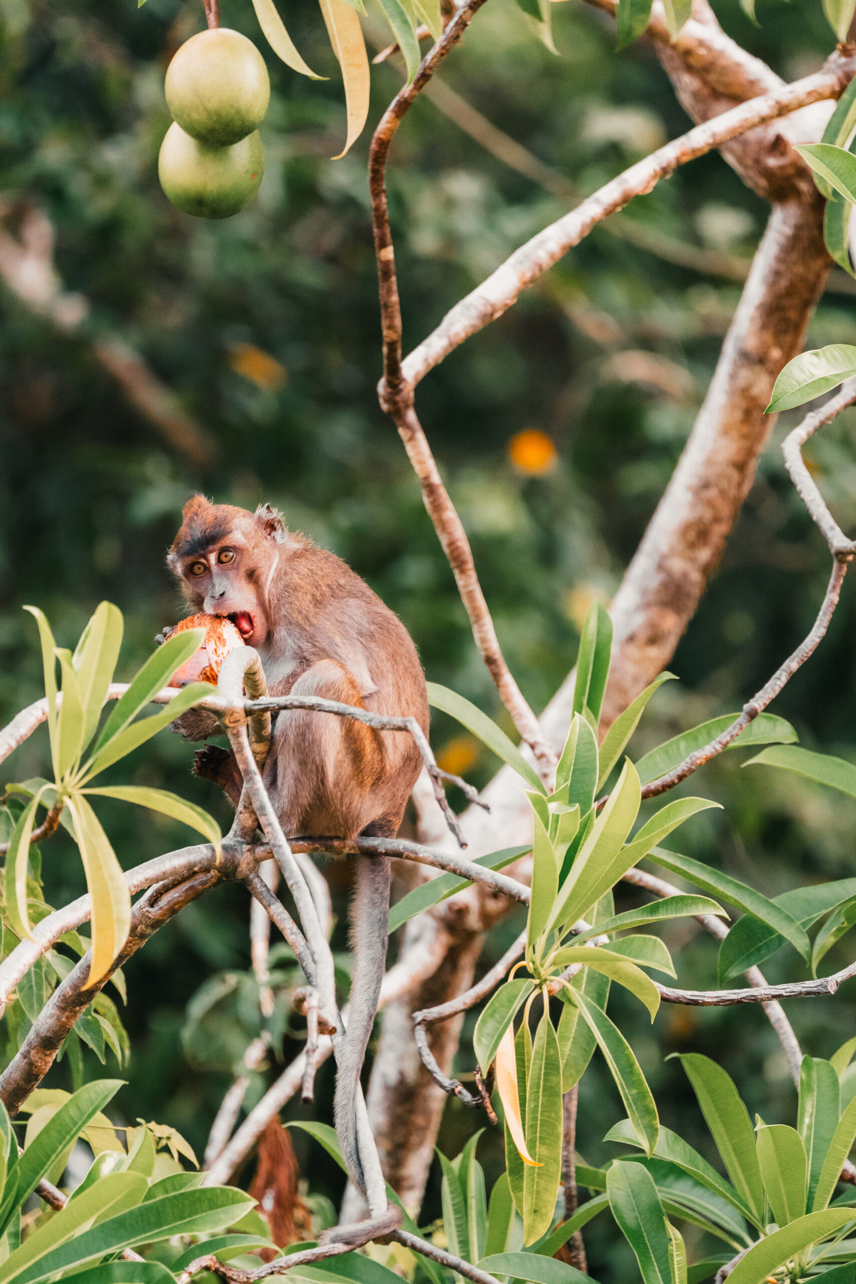 Macaque Monkey on the Kinabatangan River