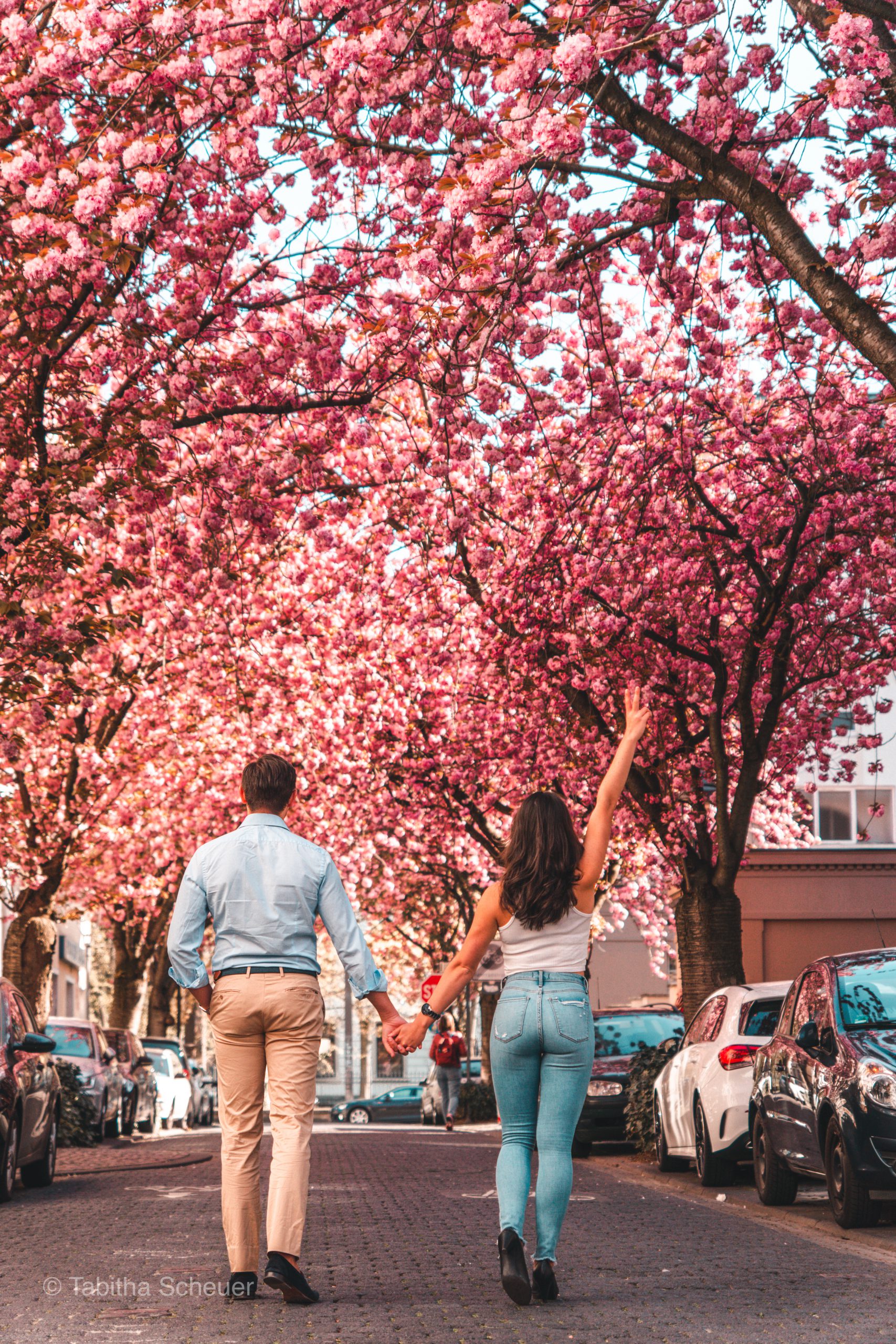 Bonn's cherry blossoms: A social media hit – DW – 04/08/2022