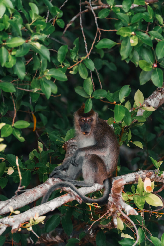 wildlife safari world tour