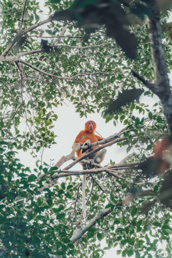 Proboscis Monkey in the Kinabatangan Wetlands - Where to see Wildlife in Borneo