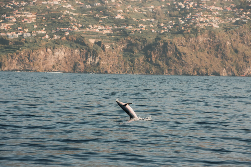 Best things to do in Madeira - Dolphin Tour 02